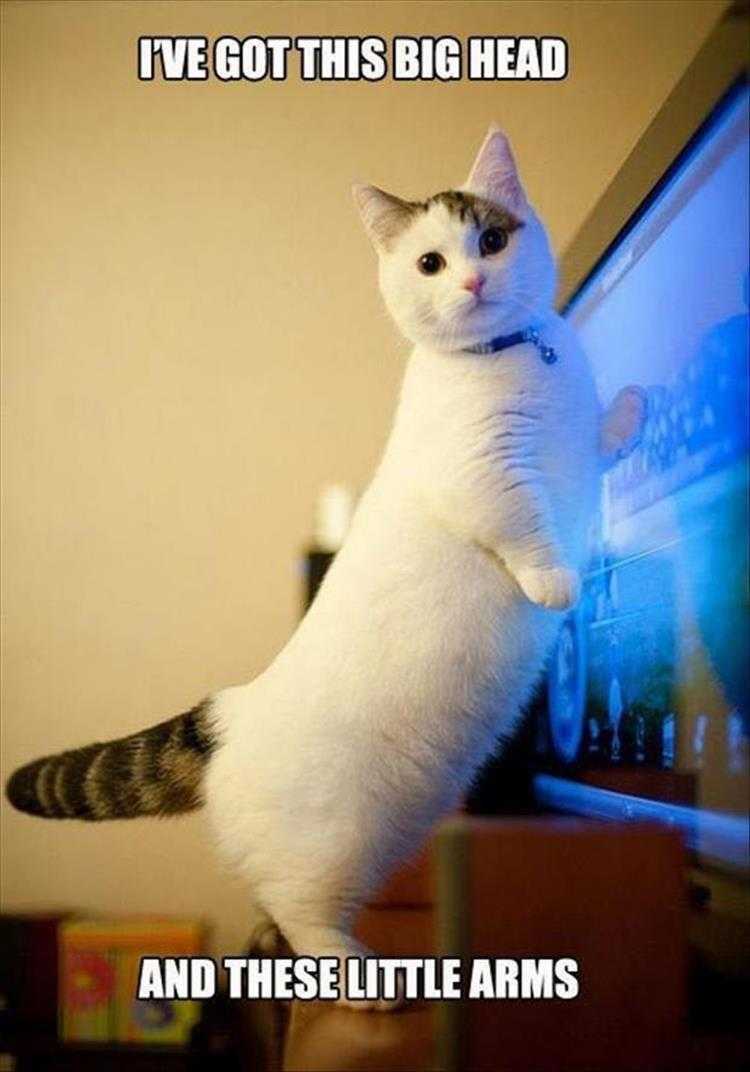 Most hilarious animal memes  stubby leg cat