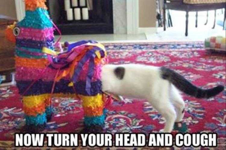 Most hilarious animal memes  cat proctologist in training