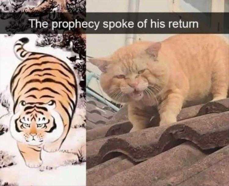 Most hilarious animal memes  prophecy cat