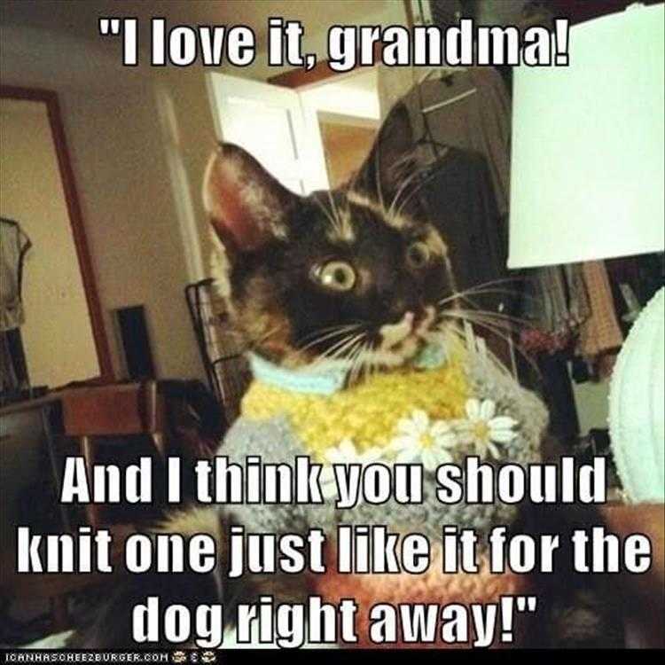Funny Cats and Dogs Pictures  grandma sweaters