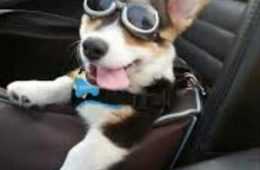 Funny Cats And Dogs Pictures  Fly Boi