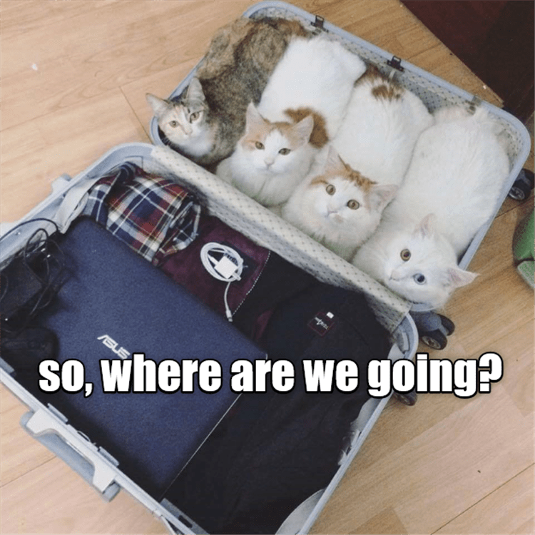 Lol Animals  What More Do You Need