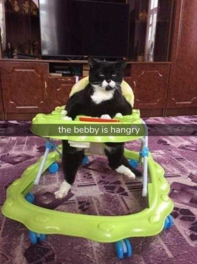 Lol Cats  Hangry