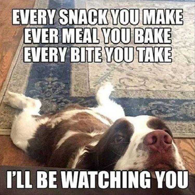 Lol Animals  Big Brother Pet