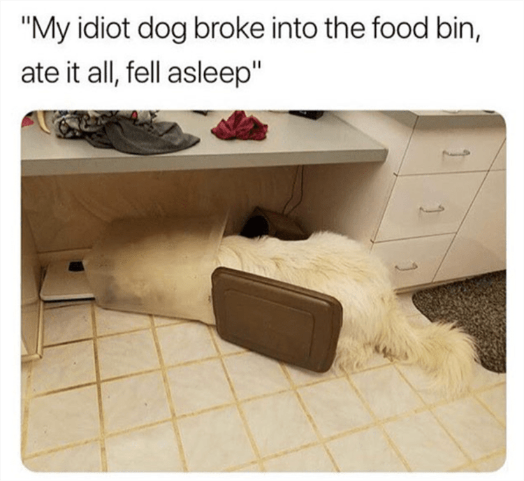 Lol Animals  Food Coma