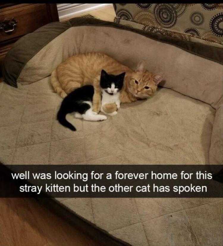 Lol Cats  We're Keeping Him