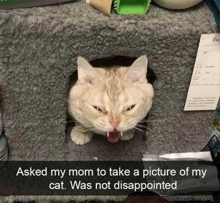 Lol Dogs  Mom Photos