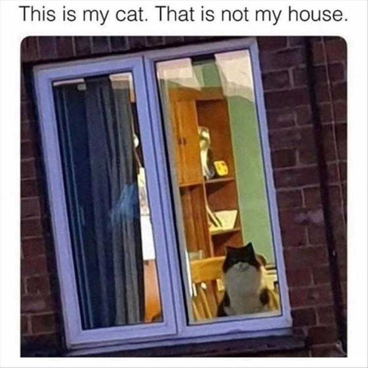 Lol Cats  Traitor