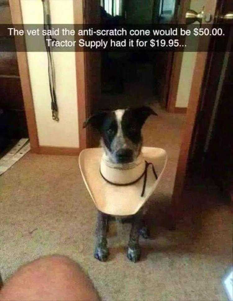 Lol Dogs  Cowboy Style
