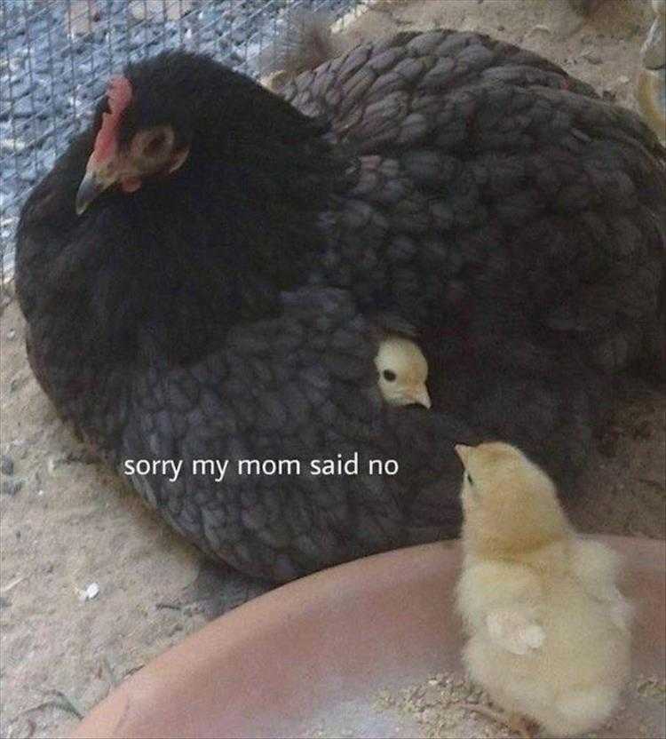 Lol Animals  Can't Play