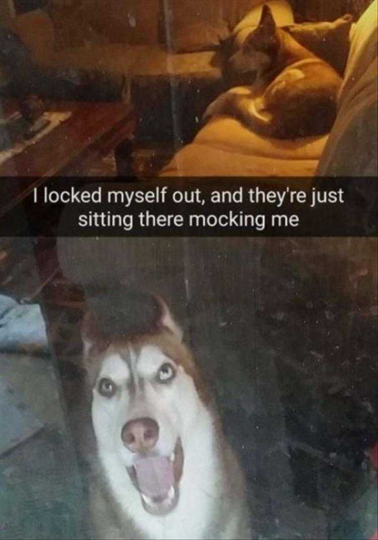 Lol Animals  Dog's Schadenfreude