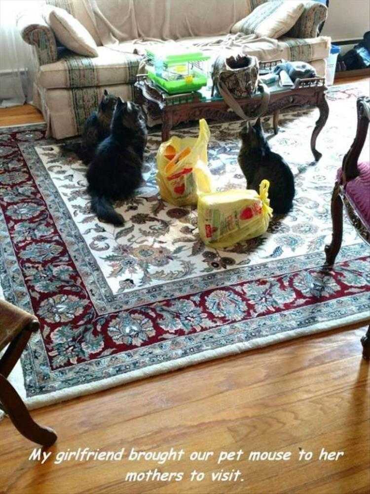 Lol Animals  Into The Lion's Den