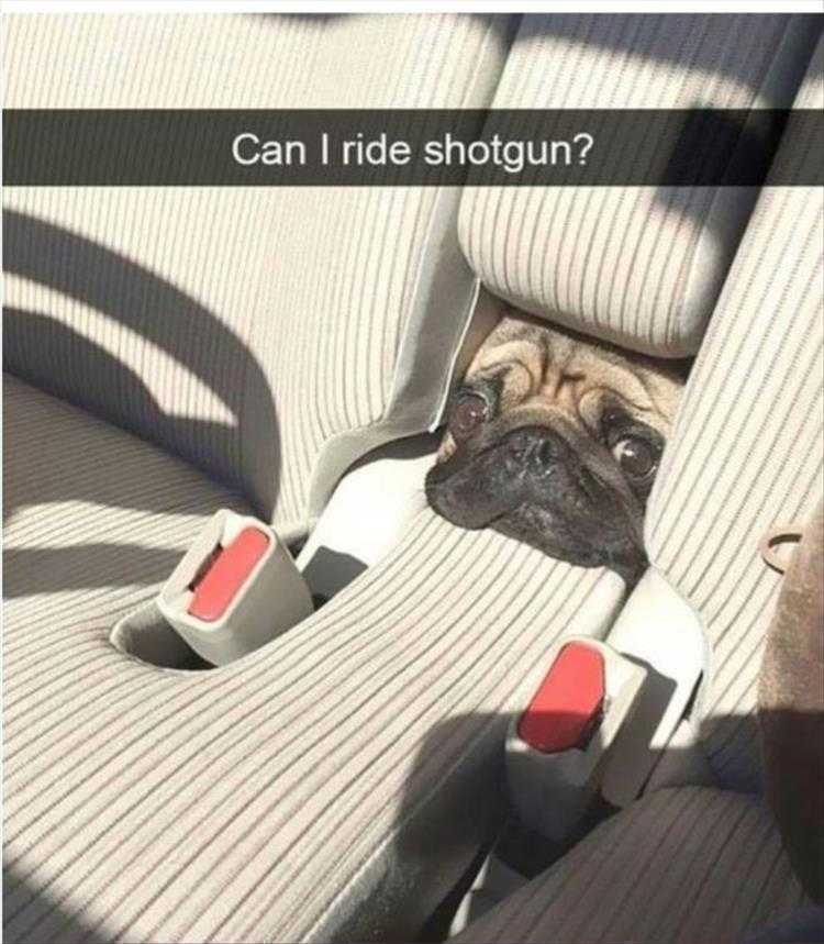 Lol Animals  Puppy Eyes