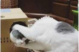 Lol Animals  Replacement Head