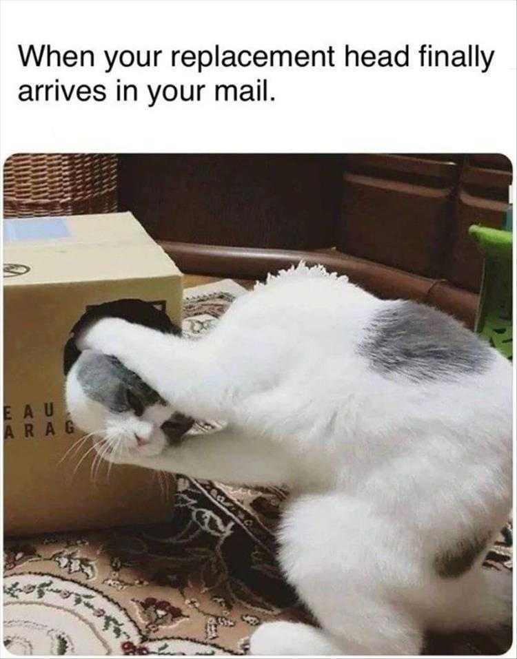 Lol Animals  About Time!