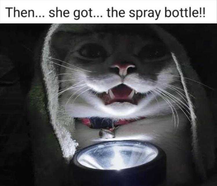 Humorous Pet Pics  Scary Stories