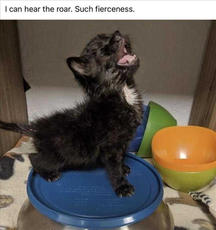 Humorous Cat Pics  Roar