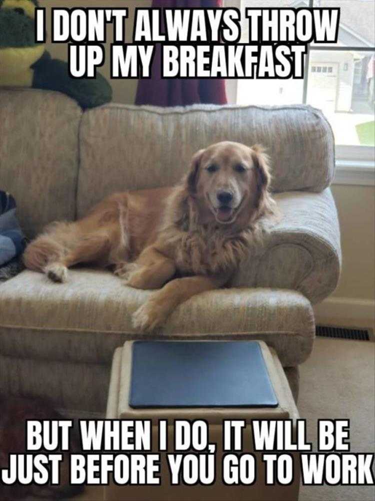 Humorous Pet Pics  I Don't Always Meme