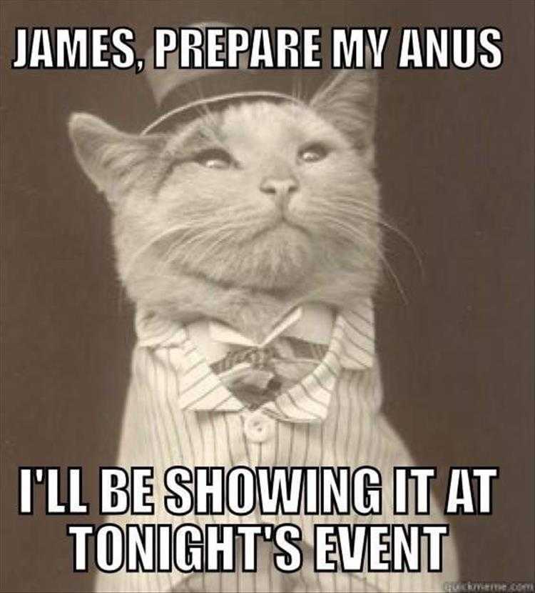 Humorous Cat Pics 