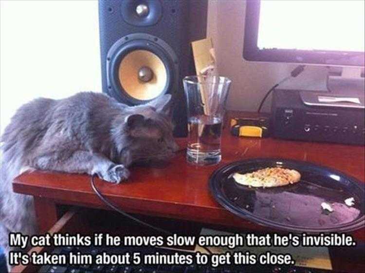 Humorous Cat Pictures  Stealth 