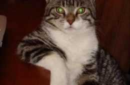 Humorous Pet Pics  I Don'T Always Cat Meme