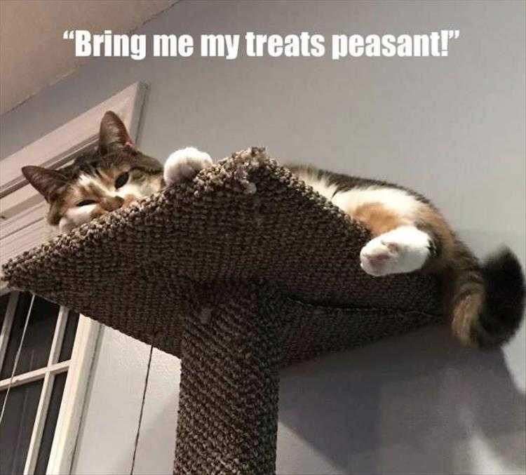 Humorous Pet Pics  Ruling Class