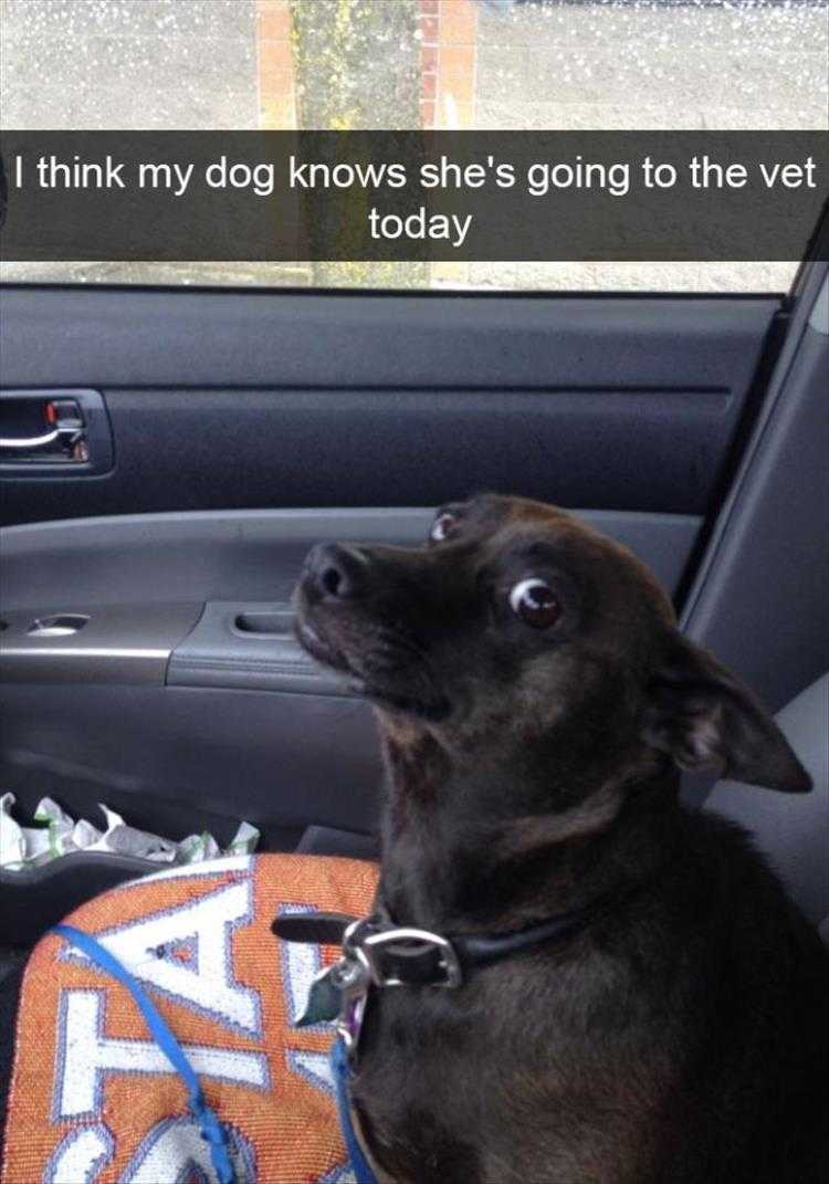 Humorous Dog Pics  Dog Knows