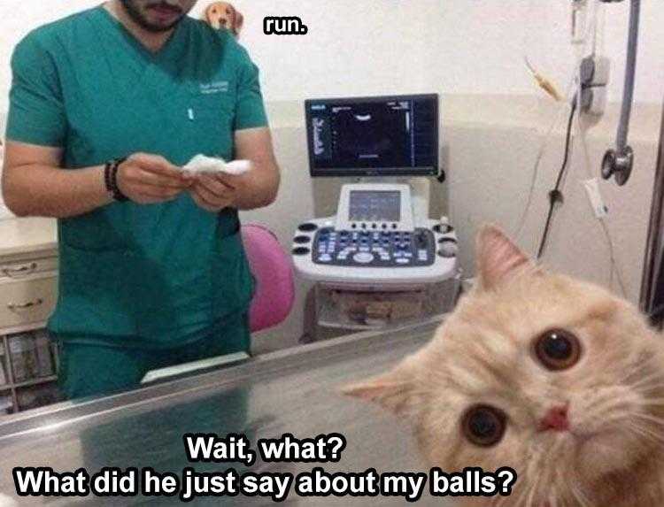 Humorous Pet Pics  Run