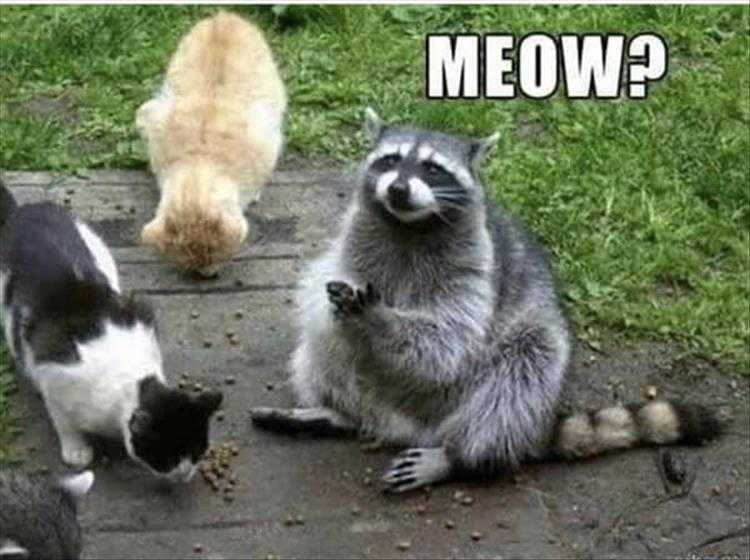 Funny Animal Photos With Captions - Could Almost Pass For A Cat