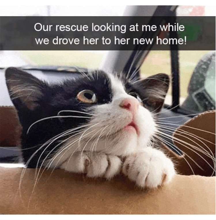 Funny Animal Photos With Captions - My Prince Charming