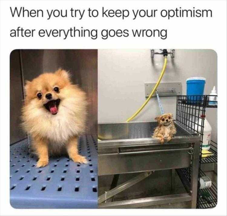Funny Animal Photos With Captions - Day Ended Differently Than How It Started