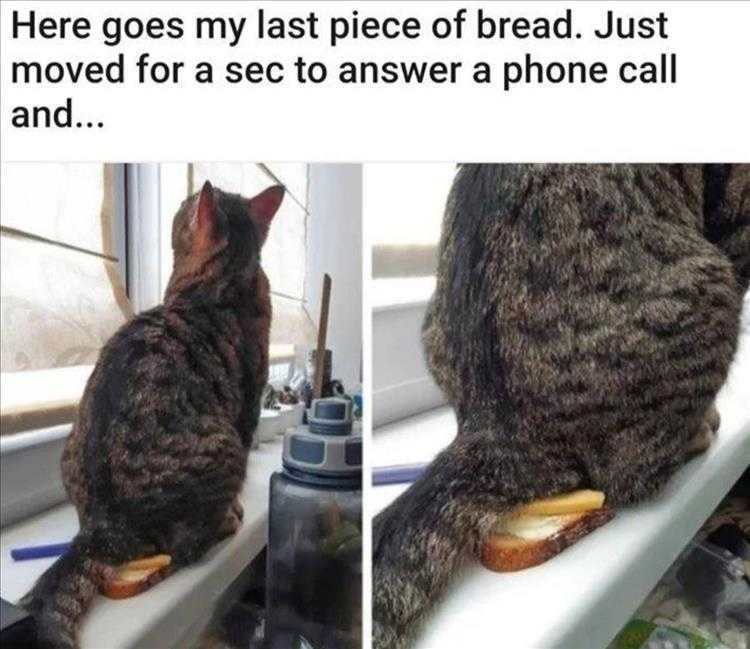 Funny Animal Photos With Captions - No Bread For You