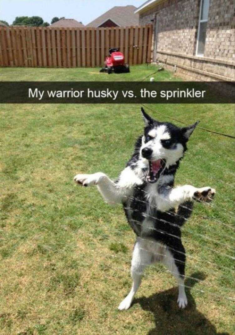Funny Animal Photos With Captions - I Will End This Sorcery