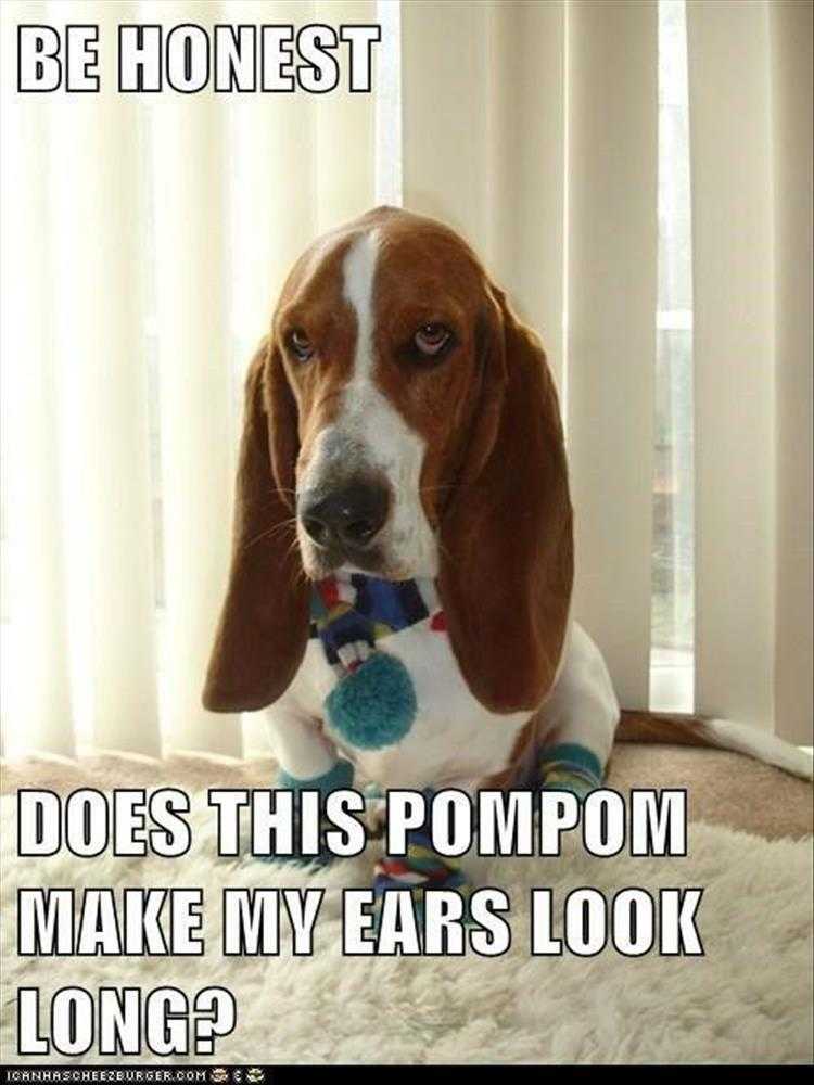 Funny Animal Photos With Captions - Pom Pom