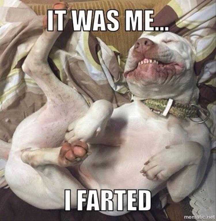 Funny Animal Photos With Captions - Owning It