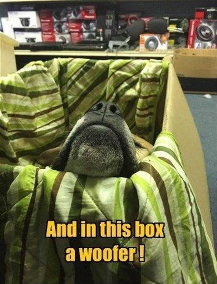 Funny Animal Photos With Captions - Super Woofer
