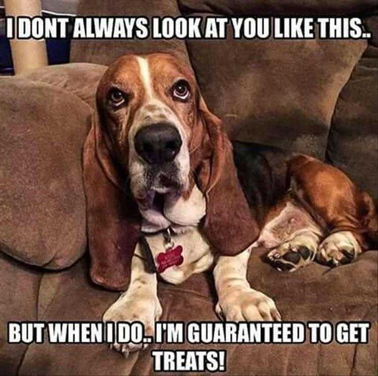 Funny Animal Photos With Captions - I Don't Always Memes
