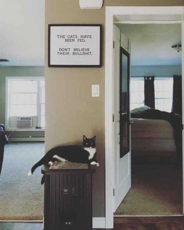 super funny animal photos  if cats could read