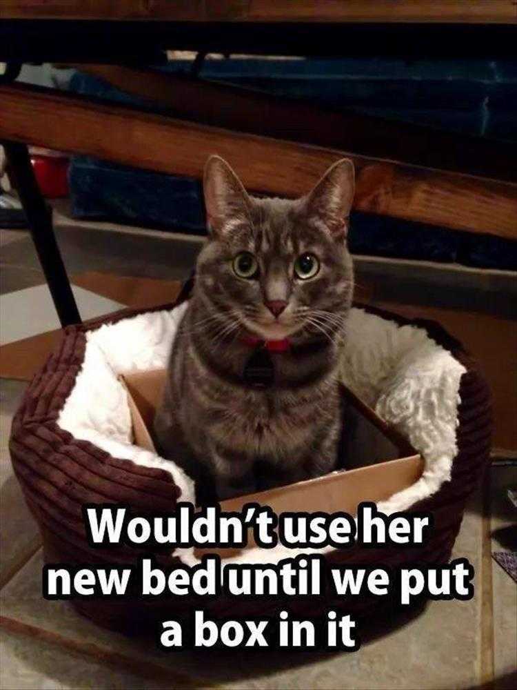 Humorous Pet Pictures  cats and boxes