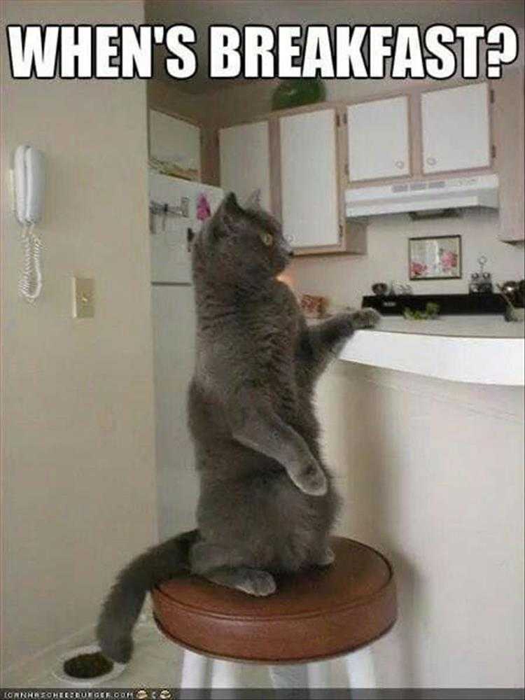Humorous Pet Pictures  waiter!?