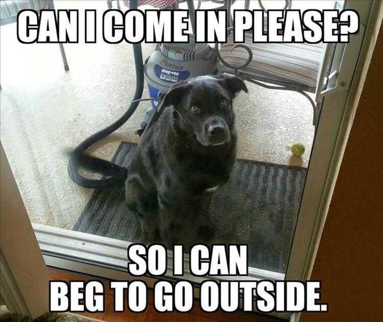 Humorous Pet Pictures  just waiting to pull that stunt