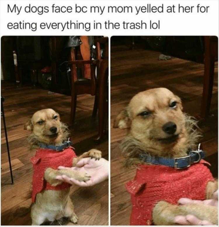 Humorous Pet Pictures  yelled at for eating trash