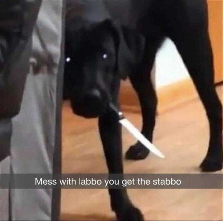 Humorous Pet Pictures  give me your treats or else