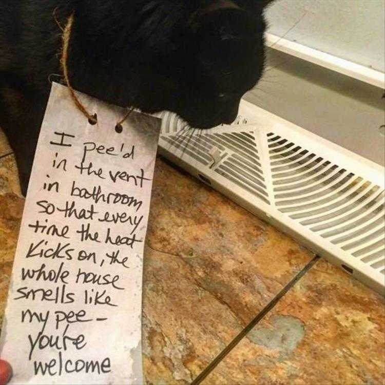 Humorous Pet Pictures  cat shaming