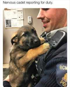 Cutest K9 cadet ever  humorous pet pictures