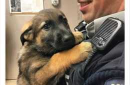 Cutest K9 Cadet Ever  Humorous Pet Pictures