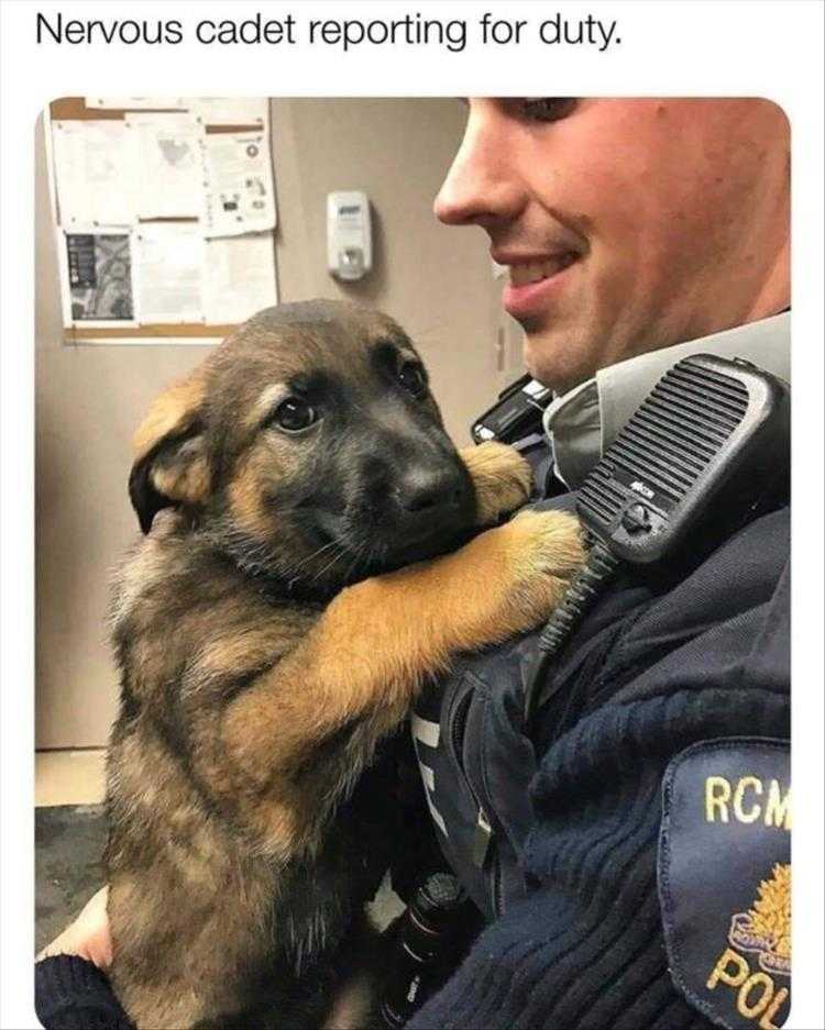 Humorous Pet Pictures  k9 unit cadet