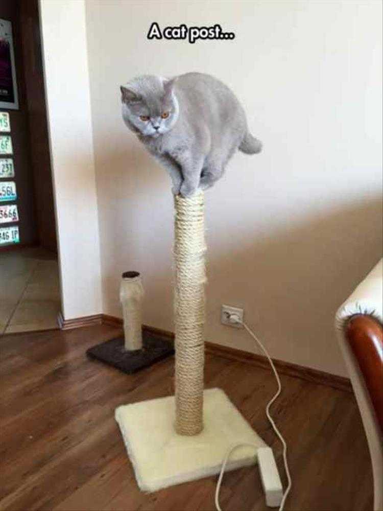 Humorous Pet Pictures  cat post