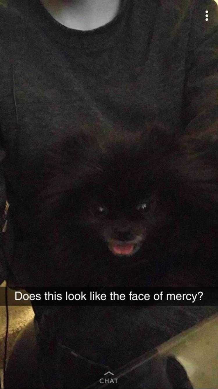 Humorous Pet Pictures  feed me