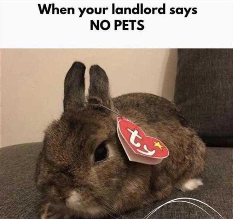lol animal pics  not a pet